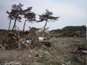 被災地に懸命立つ3本の木